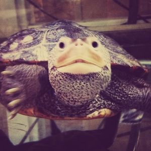 Meet your Posher, Abigail